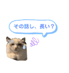 ラグドール フサ夫 ver.2（個別スタンプ：16）