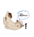 ラグドール フサ夫 ver.2（個別スタンプ：19）