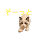 ラグドール フサ夫 ver.2（個別スタンプ：25）