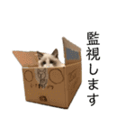 ラグドール フサ夫 ver.2（個別スタンプ：36）