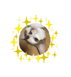白キジトラのウルちゃんNO3（個別スタンプ：3）