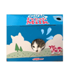 白キジトラのウルちゃんNO3（個別スタンプ：4）