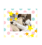 白キジトラのウルちゃんNO3（個別スタンプ：5）