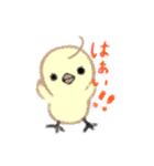 子ブタandひよこ（個別スタンプ：24）