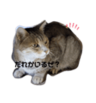 じげんかわいいしりーず（個別スタンプ：5）