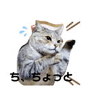 じげんかわいいしりーず（個別スタンプ：6）