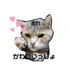 じげんかわいいしりーず（個別スタンプ：12）