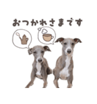 イタグレのんひなスタンプ（個別スタンプ：8）