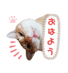 ニャンズ10（個別スタンプ：1）