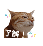 ニャンズ10（個別スタンプ：3）
