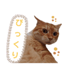 ニャンズ10（個別スタンプ：5）