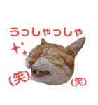 ニャンズ10（個別スタンプ：6）
