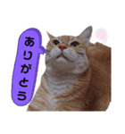 ニャンズ10（個別スタンプ：8）