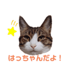 ニャンズ10（個別スタンプ：12）
