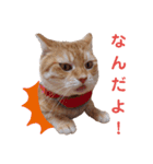 ニャンズ10（個別スタンプ：13）