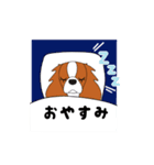 キャバリア ロンドン（個別スタンプ：12）