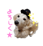 ★ミニチュアダックス★アン君のスタンプ2（個別スタンプ：1）