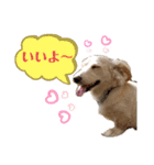 ★ミニチュアダックス★アン君のスタンプ2（個別スタンプ：3）