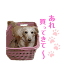 ★ミニチュアダックス★アン君のスタンプ2（個別スタンプ：13）