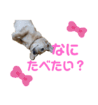 ★ミニチュアダックス★アン君のスタンプ2（個別スタンプ：14）