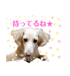 ★ミニチュアダックス★アン君のスタンプ2（個別スタンプ：16）