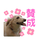 ★ミニチュアダックス★アン君のスタンプ2（個別スタンプ：17）