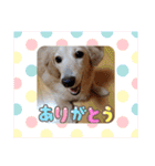 ★ミニチュアダックス★アン君のスタンプ2（個別スタンプ：19）