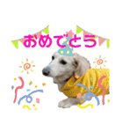 ★ミニチュアダックス★アン君のスタンプ2（個別スタンプ：20）