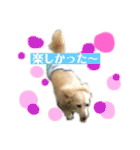 ★ミニチュアダックス★アン君のスタンプ2（個別スタンプ：22）