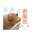 ★ミニチュアダックス★アン君のスタンプ2（個別スタンプ：23）