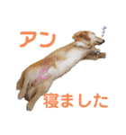 ★ミニチュアダックス★アン君のスタンプ2（個別スタンプ：29）