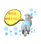 ★ミニチュアダックス★アン君のスタンプ2（個別スタンプ：31）