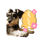 ☆ミニシュナ☆メイのスタンプ2（個別スタンプ：6）