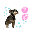 ☆ミニシュナ☆メイのスタンプ2（個別スタンプ：9）