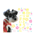 ☆ミニシュナ☆メイのスタンプ2（個別スタンプ：13）