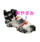 ☆ミニシュナ☆メイのスタンプ2（個別スタンプ：20）