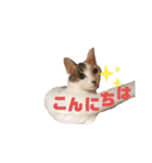 海ちゃんたち（個別スタンプ：2）