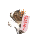 海ちゃんたち（個別スタンプ：3）