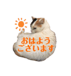 海ちゃんたち（個別スタンプ：4）