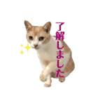 海ちゃんたち（個別スタンプ：5）