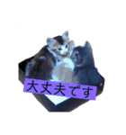 海ちゃんたち（個別スタンプ：9）