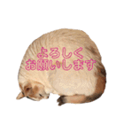 海ちゃんたち（個別スタンプ：11）