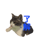 海ちゃんたち（個別スタンプ：15）