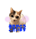 海ちゃんたち（個別スタンプ：17）