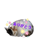 海ちゃんたち（個別スタンプ：18）