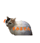 海ちゃんたち（個別スタンプ：22）