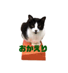 海ちゃんたち（個別スタンプ：29）