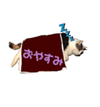 海ちゃんたち（個別スタンプ：31）