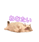 海ちゃんたち（個別スタンプ：33）