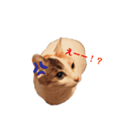 海ちゃんたち（個別スタンプ：39）